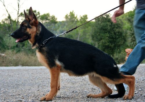 Giulietta du domaine de faune